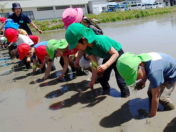 田植え